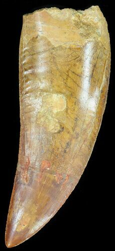 Huge, Carcharodontosaurus (Composite) Tooth #43981